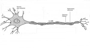 Как устроен нейрон