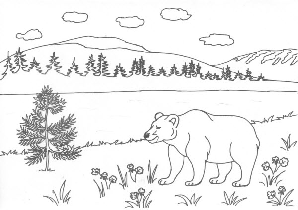 Раскраска - медведь